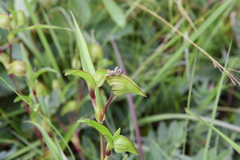 Commelina schweinfurthii