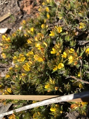 Pultenaea pedunculata