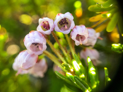 Phyllodoce × intermedia