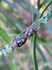 Pseudapines geminata