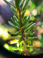 Phyllodoce × intermedia