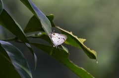 Hypolycaena othona