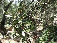 Euthoracaphis umbellulariae