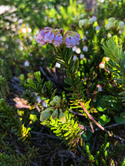 Phyllodoce × intermedia