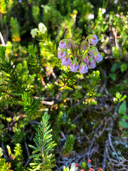 Phyllodoce × intermedia