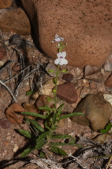Endostemon tenuiflorus