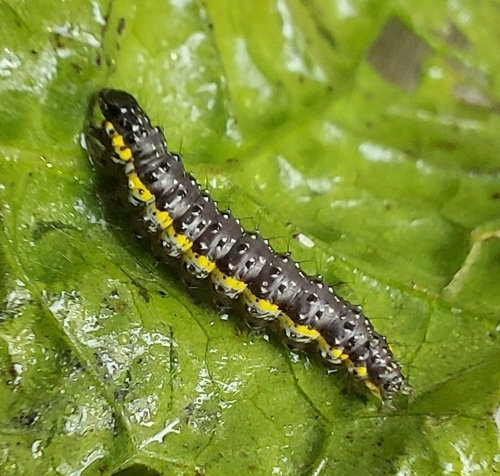 Purple-backed Cabbageworm Moth, photo 2 of 10