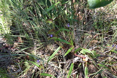 Commelina schweinfurthii