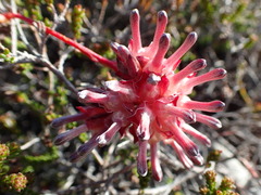 Serruria decumbens