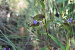 Commelina schweinfurthii