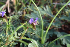 Commelina schweinfurthii