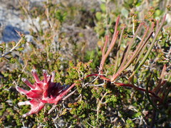 Serruria decumbens