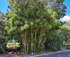 Dracaena reflexa linearifolia