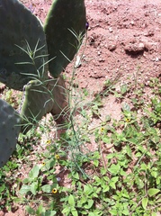 Porophyllum linaria