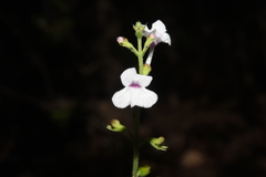 Endostemon tenuiflorus