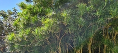 Dracaena reflexa linearifolia