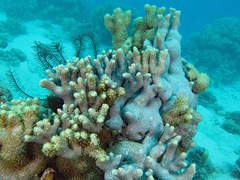 Goniopora fruticosa