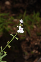 Endostemon tenuiflorus