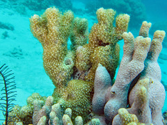 Goniopora fruticosa
