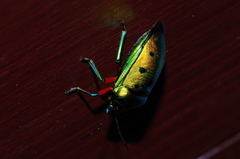 Calliphara excellens