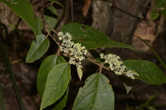 Seringia arborescens