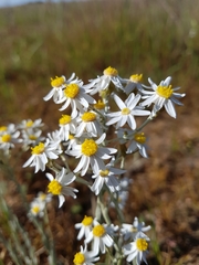 Rhodanthe corymbiflora