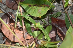 Commelina robynsii
