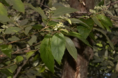 Seringia arborescens