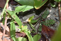 Commelina robynsii