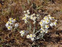 Rhodanthe corymbiflora