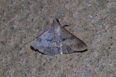 Hypospila bolinoides