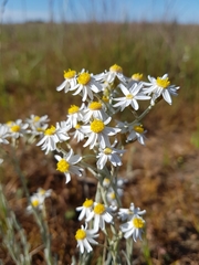 Rhodanthe corymbiflora
