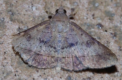 Hypospila bolinoides