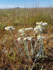 Rhodanthe corymbiflora