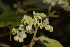 Seringia arborescens