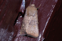 Athetis stellata