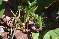 Commelina robynsii