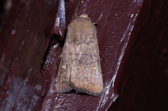 Athetis stellata