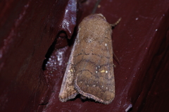 Athetis stellata