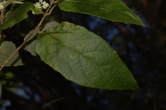 Seringia arborescens