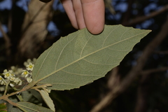 Seringia arborescens