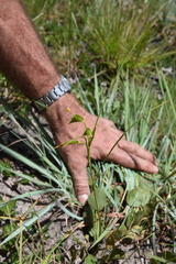 Commelina welwitschii