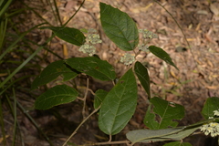 Seringia arborescens