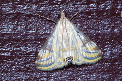 Talanga nympha