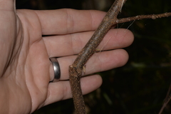 Seringia arborescens