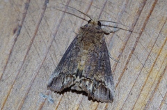 Hypocala biarcuata