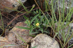 Commelina africana villosior