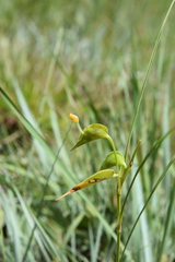 Commelina welwitschii