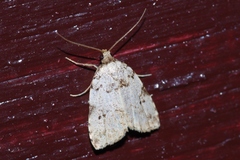 Neachrostia bipuncta