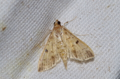 Herpetogramma cynaralis